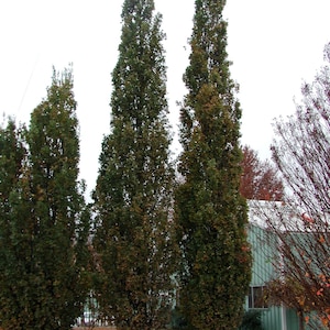 May include: A photograph of several tall, slender trees with dense, green foliage. The trees are the primary focus, standing against a backdrop of a cloudy sky and a green building. Fallen leaves cover the ground.