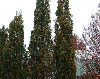 2 años Quercus robur Fastigiata , roble inglés columnar, raíz desnuda, latente