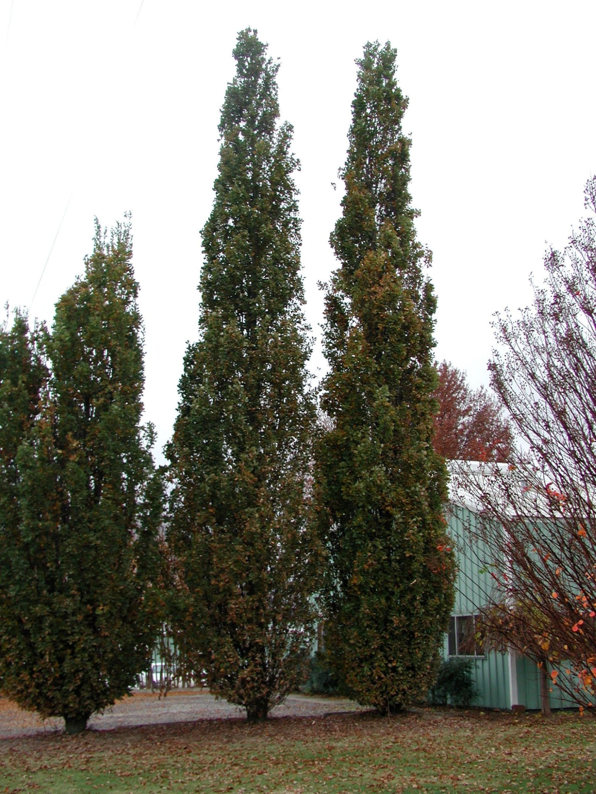 3 Plants Quercus Robur Fastigiata , Columnar English Oak, 1