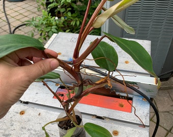 フィロデンドロン　レッドエメラルド？ il_340x270.5355806223_7y8p.jpg