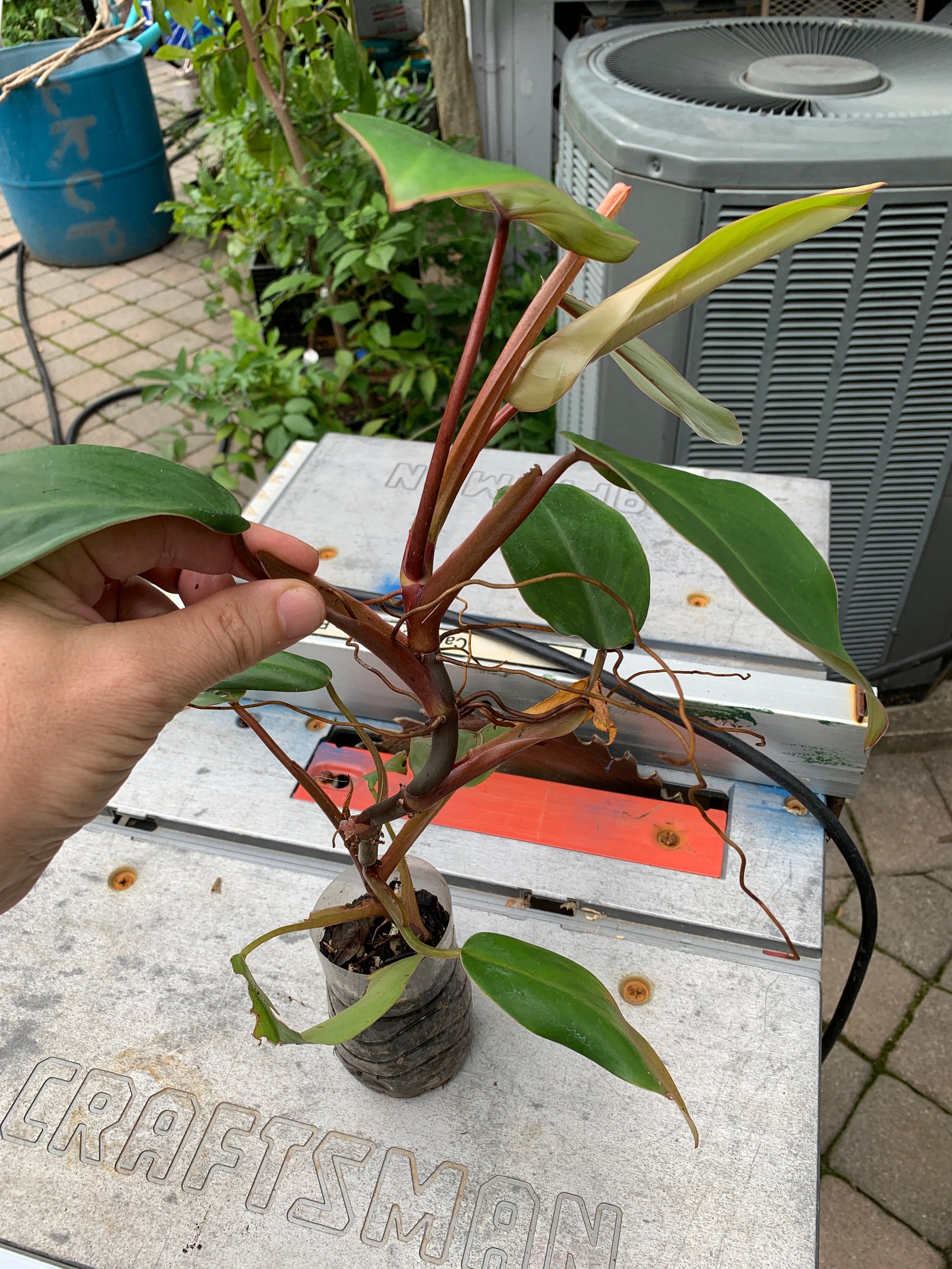 フィロデンドロン　レッドエメラルド？ フィロデンドロン レッド エメラルド (Philodendron Erubescens