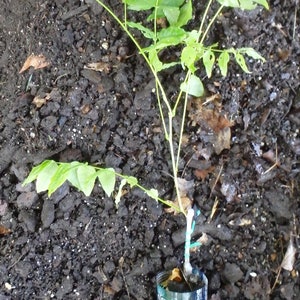 Wisteria sinensis Alba, grafted, 1 year old, RARE ITEM image 6