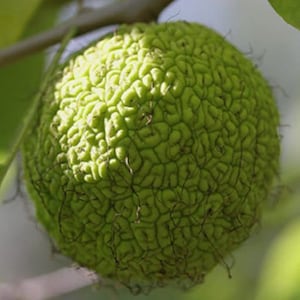 Op de afbeelding: Een groene, ronde, stekelige vrucht met een getextureerd oppervlak. De vrucht is bedekt met kleine, bruine haartjes.