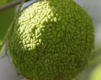 May include: A green, round, spiky fruit with a textured surface. The fruit is covered in small, brown hairs.