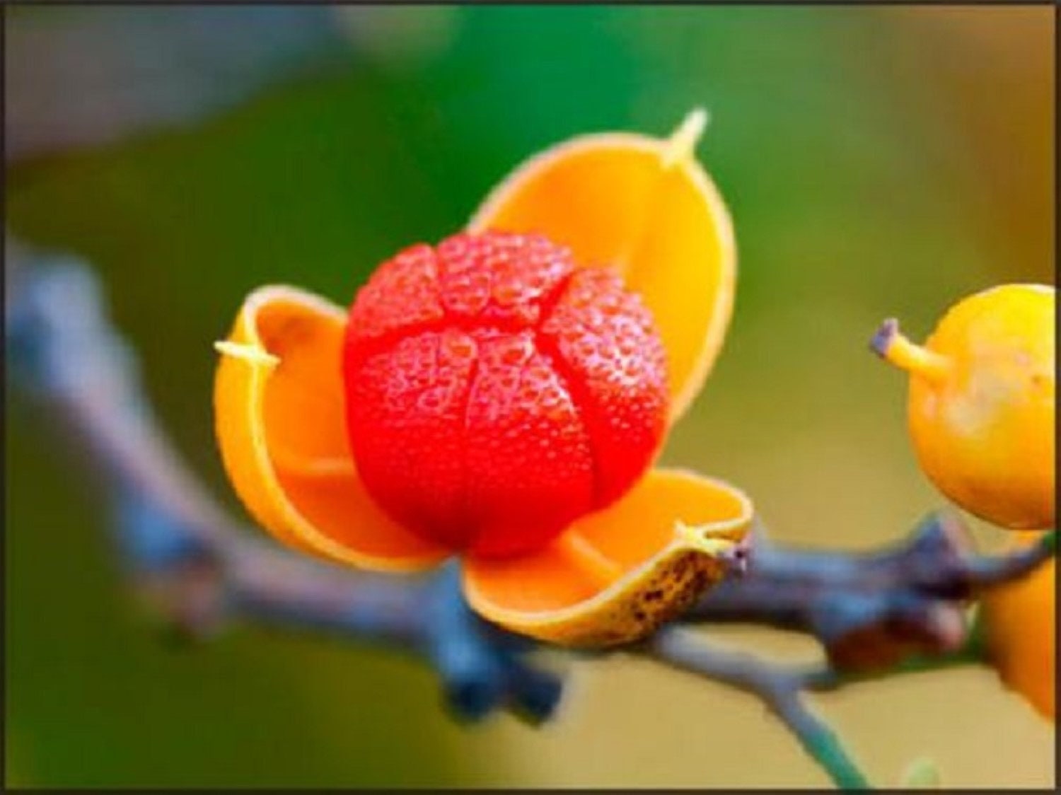 200 Seeds of Bittersweet Vine celastrus Scandens Etsy