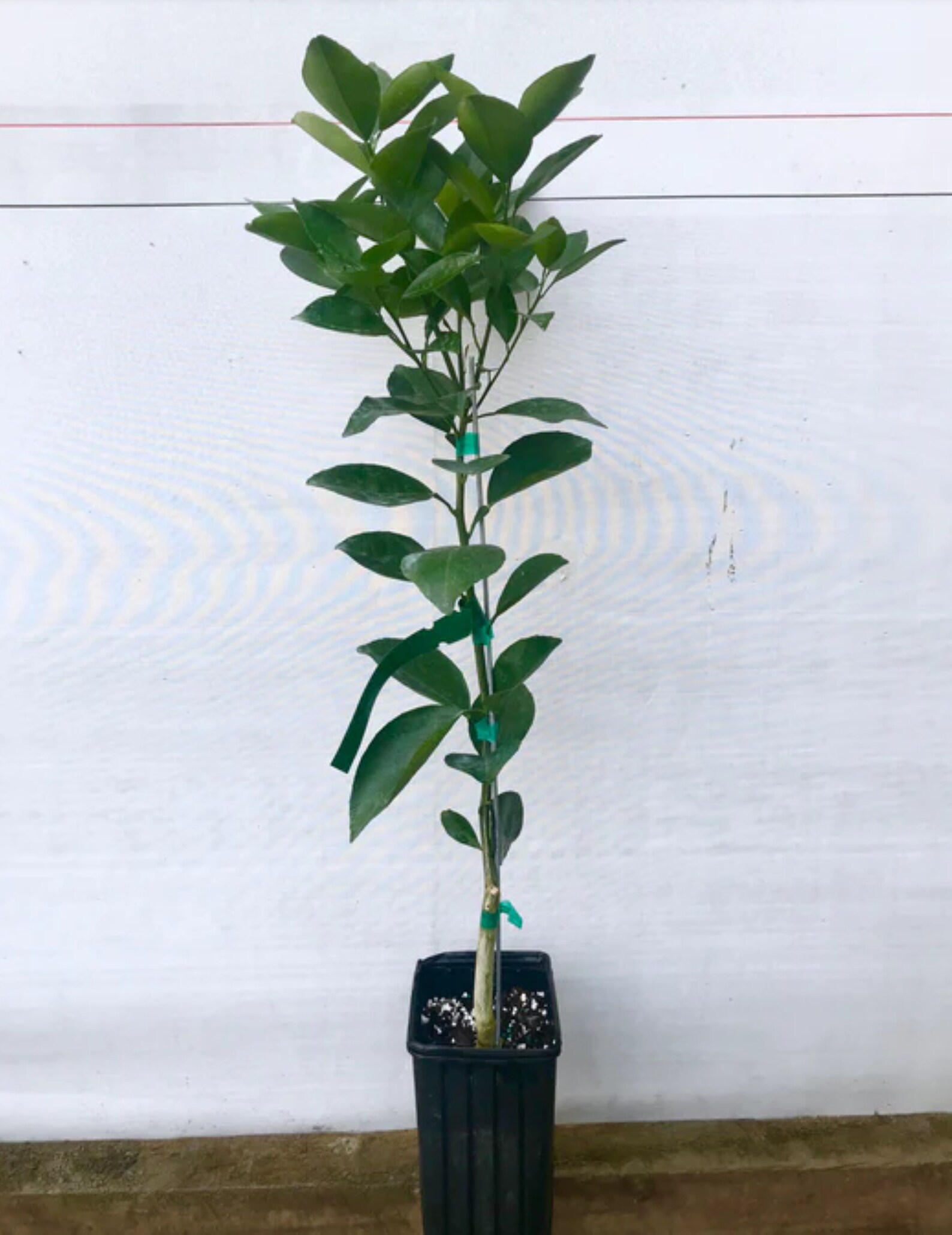 Florida Only Seedless Pineapple Orange Tree, 2630 Tall, Grafted Plant