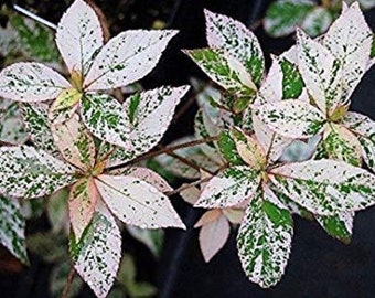 Variegated Japanese Clethra barbinervis 'Takeda Nishiki' 2 year old plant