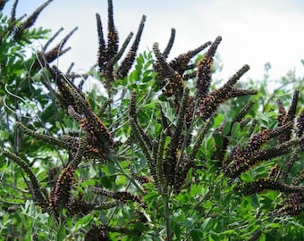 False Indigo bush (Amorpha fruticosa) 1-2 year old River-locust indigobush