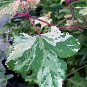 Variegated Porcelaine grape vine plant “Marbled”, Ampelopsis, hardy liana ornamental