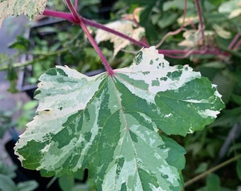 Variegated Porcelaine grape vine plant “Marbled”, Ampelopsis, hardy liana ornamental