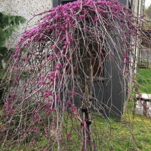 RUBY FALLS weeping redbud 1 year old plant, 1-2 ft tall
