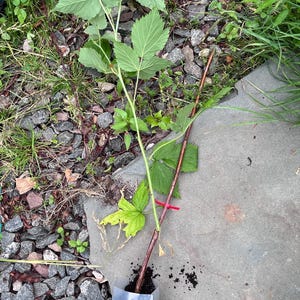 Puede incluir: Una planta de frambuesa joven con un tallo de color marr&oacute;n rojizo y hojas verdes dentadas. La base de la planta est&aacute; envuelta en una funda de pl&aacute;stico transparente con tierra, asegurada con una peque&ntilde;a brida roja alrededor del tallo principal.