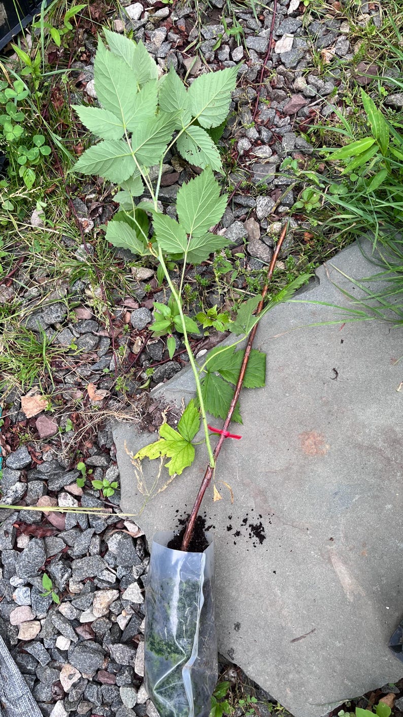 Puede incluir: Una planta de frambuesa joven con un tallo de color marr&oacute;n rojizo y hojas verdes dentadas. La base de la planta est&aacute; envuelta en una funda de pl&aacute;stico transparente con tierra, asegurada con una peque&ntilde;a brida roja alrededor del tallo principal.