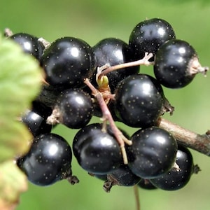 10-16" tall Black currant Consort, 1 well rooted plant