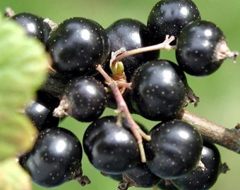 3-8" tall Black Currant Consort, 1 well rooted plant, 1 year old