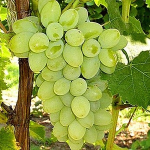 Uva Zolotinka (Galben Nou), 6 talee, dormiente, senza radici, senza foglie