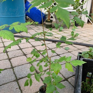 May include: A young tree with green leaves is planted in a clear plastic container. The tree has a slender brown trunk and multiple branches with compound leaves. The background includes a blue barrel, a grill, and other potted plants.