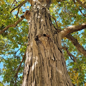Schelpbast hickory 6-12&quot; hoge (Carya laciniosa) boomplant