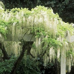 Wisteria sinensis Alba, grafted, 1 year old, RARE ITEM image 5