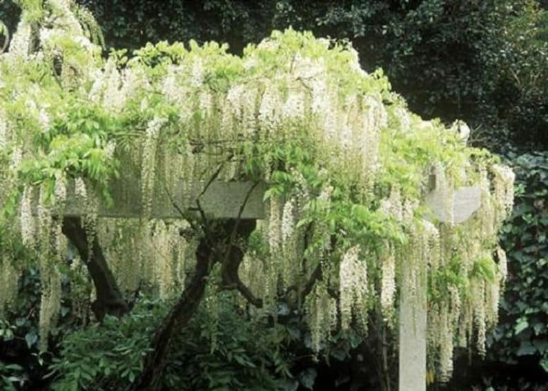 Wisteria sinensis Alba, grafted, 1 year old, RARE ITEM image 5