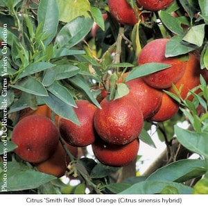 California only!! Smith Red Blood Orange Tree, 18-36 inches tall, grafted tree