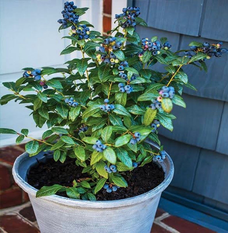 Blueberry Top Hat Vaccinium angustifolium 4 Pot image 2