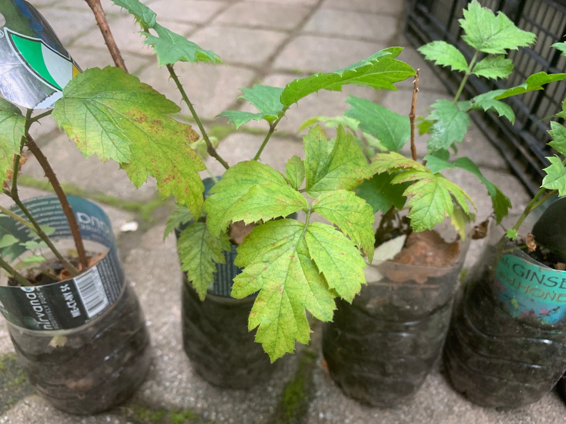 1 Year Old Dewberry Plant 68 Tall Sent With Roots Etsy