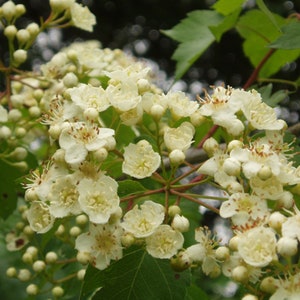 May include: A close-up of a cluster of white flowers with yellow centers, blooming on a branch with green leaves.