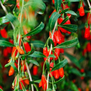 May include: Close-up of a branch of a goji berry plant with bright red berries hanging from the stems. The berries are surrounded by green leaves.