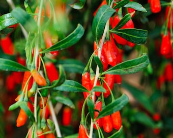 Phoenix Tears Goji Berry 2.5” container Dormant, no leaves