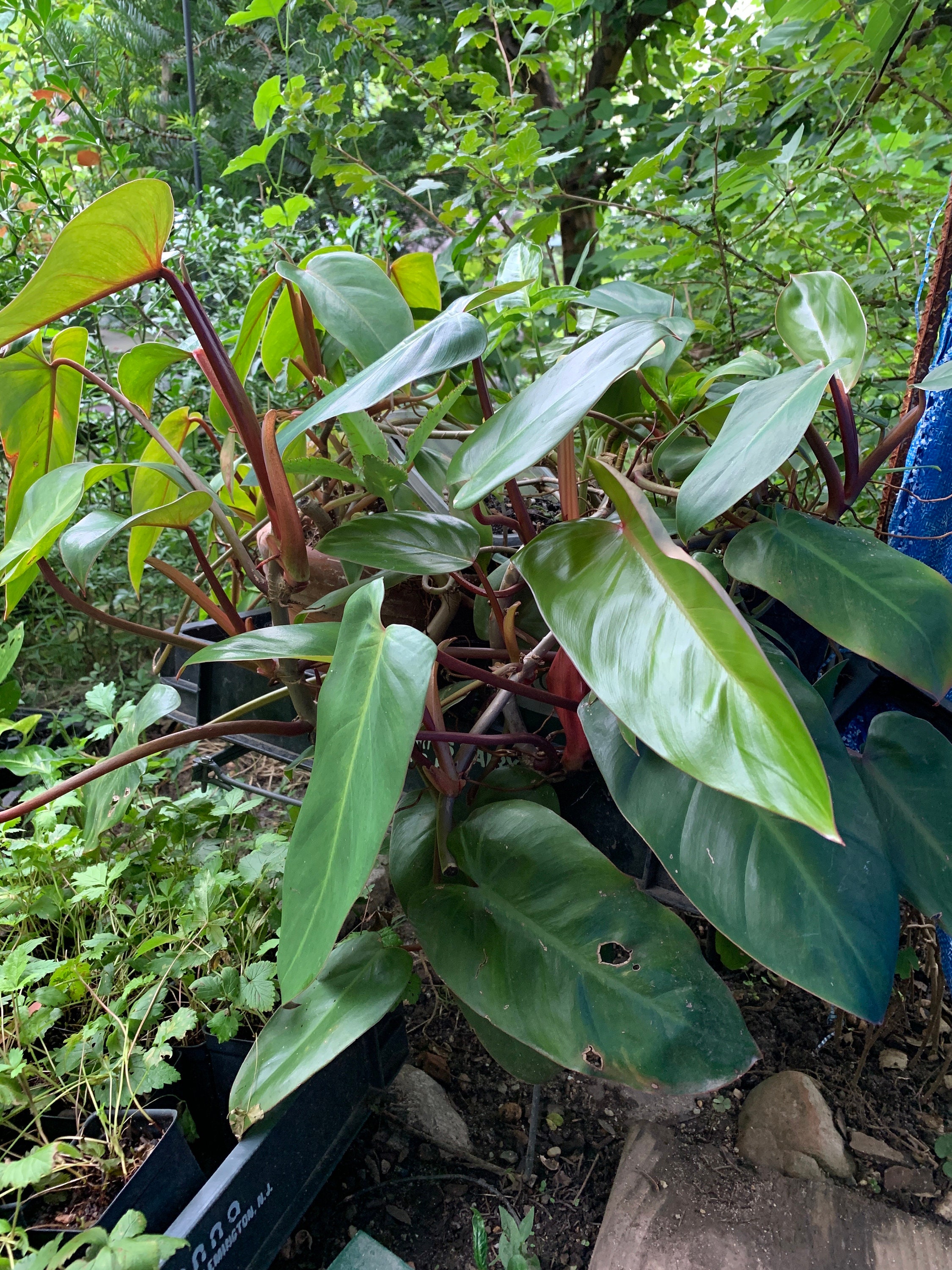 フィロデンドロン レッド エメラルド (Philodendron Erubescens