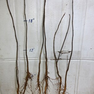 Catalpa Speciosa , 1-2 Year Old ,northern Catalpa, Cigar Tree, Indian ...
