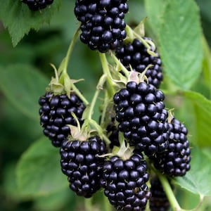 May include: A cluster of ripe blackberries hanging from a vine. The berries are dark purple and have a glossy finish.