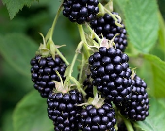 May include: A cluster of ripe blackberries hanging from a vine. The berries are dark purple and have a glossy finish.