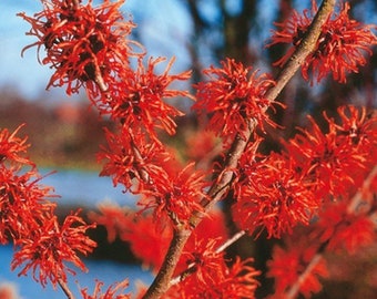 Hamamelis × intermedia 'Diane', plante de 1 an, greffée