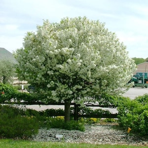 2-3 year old Crabapple Roseglow Sargent (Malus sargentii)  sent formant bare root