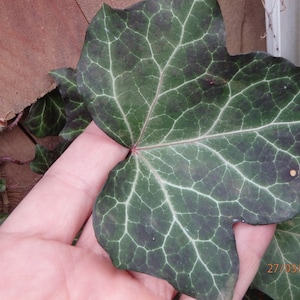 Puede incluir: Primer plano de una hoja grande de color verde oscuro con venas prominentes. La hoja tiene una forma de cinco puntas y se sostiene en una mano. La fecha "27/03/2016" es visible en la esquina inferior derecha de la imagen.