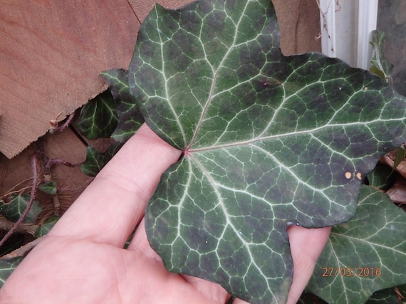 Efeu Hedera Helix-Wurzelpflanze  Baltischer Efeu oder Baltica, seltenes  einzigartiges Muster/Farbe - Etsy sterreich