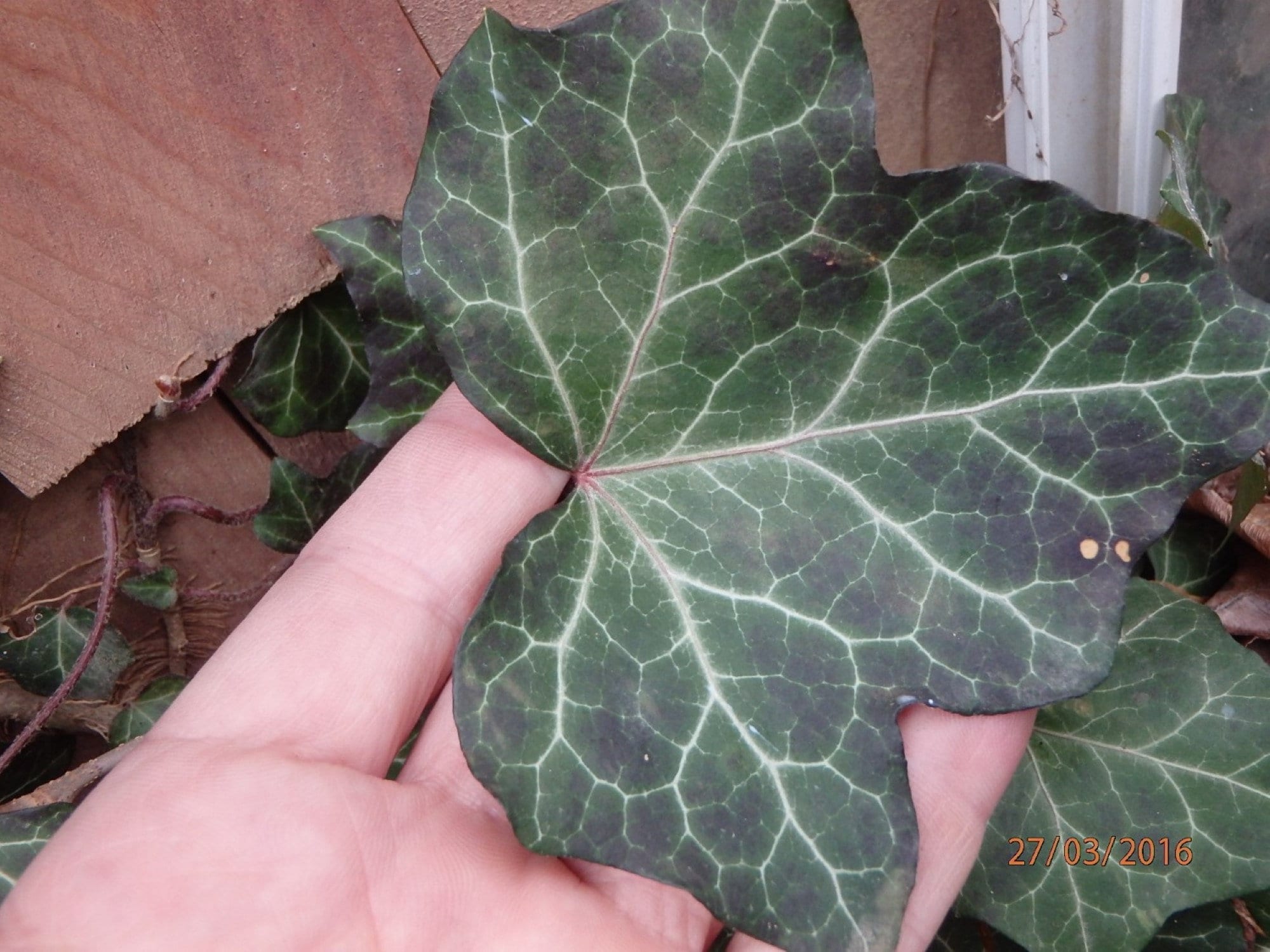 Efeu Hedera Helix-Wurzelpflanze  Baltischer Efeu oder Baltica, seltenes  einzigartiges Muster/Farbe - Etsy sterreich