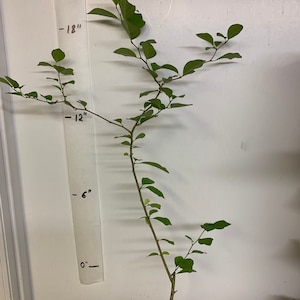 Wild Male Che Tree 1-2 Year Old Plant, Cudrania Tricuspidata - Etsy
