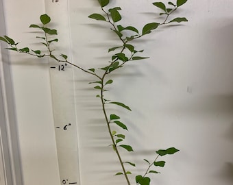 Wild male che tree 1-2 year old plant, Cudrania Tricuspidata