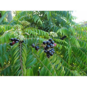 May include: A close-up of a curry leaf plant with vibrant green leaves and clusters of dark purple berries. The plant's foliage is dense, with multiple branches and small white flowers.