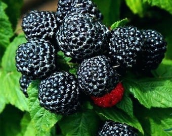 1 planta de “Black Delicious” una nueva Black Raspberry Rubus occidentallis