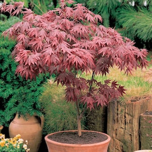 Acer palmatum Atropurpureum Japanese maple 1 year old 16-22 tall image 5