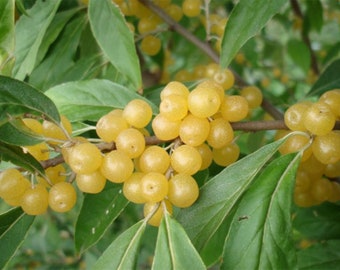 Bouchon ambré d'automne avec racines d'olivier, 1 an (48-24 pouces)