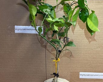 Florida only!!! Yuzu bush 12-18” tall - Live Self Rooted Citrus Plant