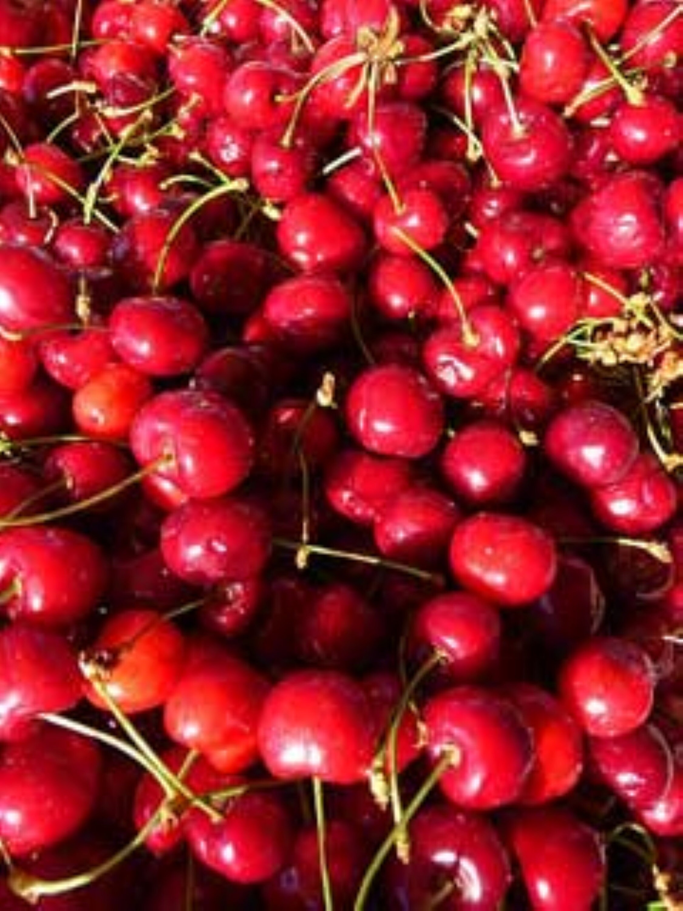 Prunus Avium Wild Sweet Cherry 1 2 Year Old Plant Well Etsy