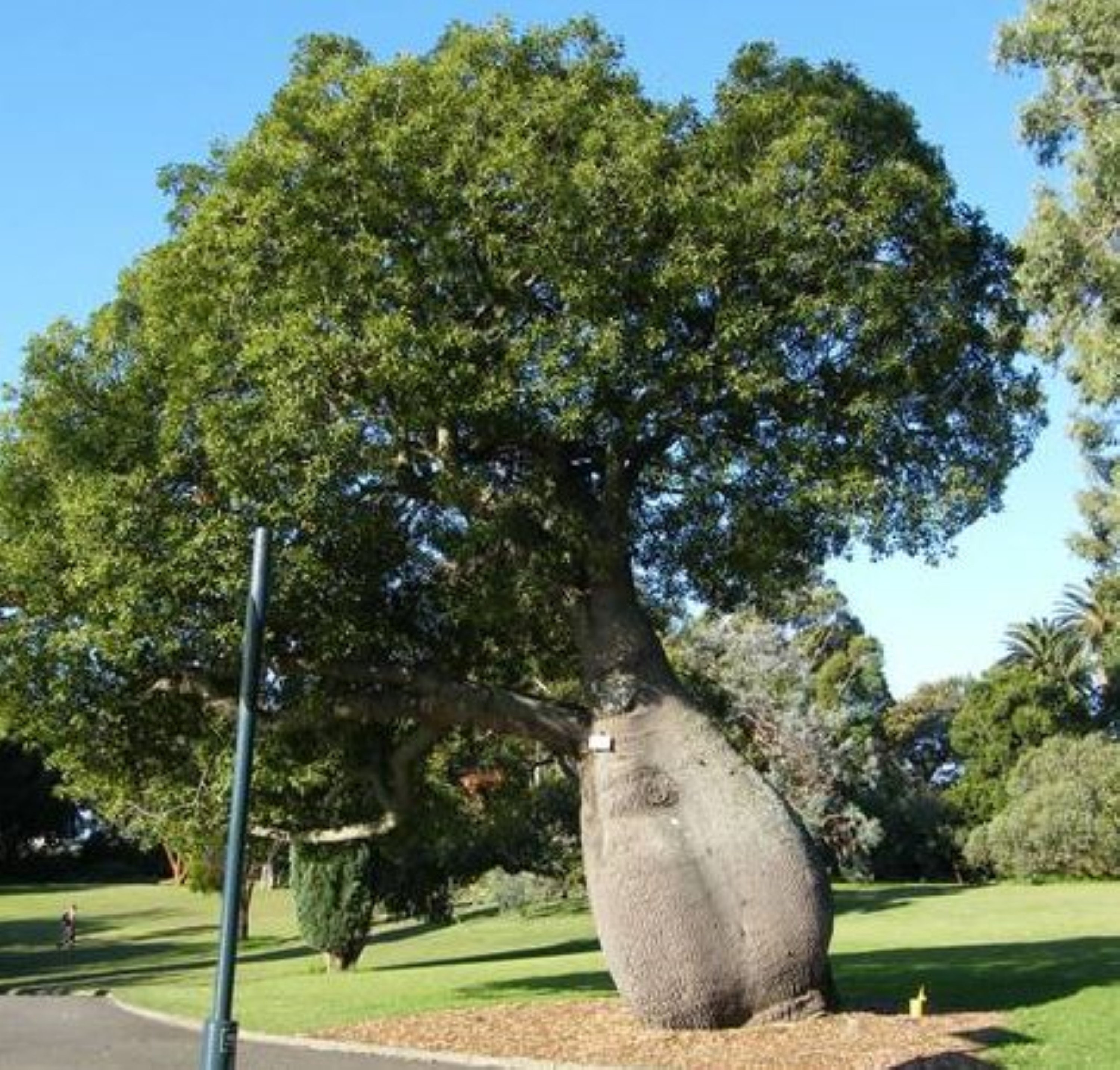 australian bottle tree (brachychiton rupestris) 2.5” pot