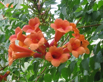 Red flowers TRUMPET VINE - Campsis x tagliabuana 'Guilfoylei'