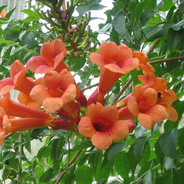 Red flowers TRUMPET VINE - Campsis x tagliabuana 'Guilfoylei'